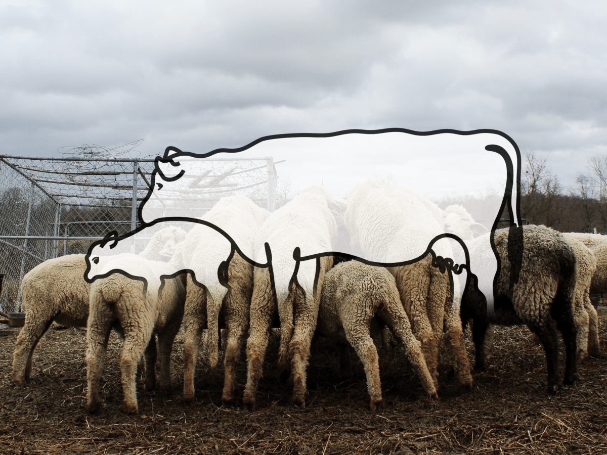 Slaughter Before Sunset: A Month on the Lawson Livestock&nbsp;Farm